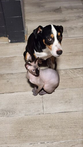 Imagen original del producto